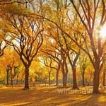 Avatar de Rodrigo Colón